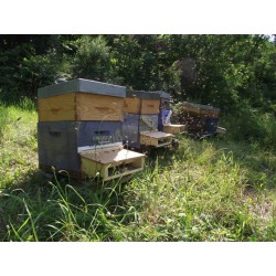 Pollen frais de cistes