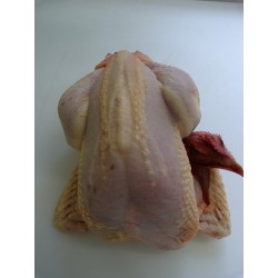 Gros Poulet entier (2,4 kg à 2,6 kg)